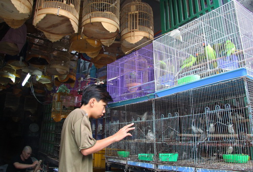 Nhiều[-]người[-]băn[-]khoăn[-]không[-]biết[-]nuôi[-]chim[-]cảnh,[-]cá[-]kiểng[-]có[-]mắc[-]tội[-]hay[-]không?[-](ảnh[-]minh[-]họa)